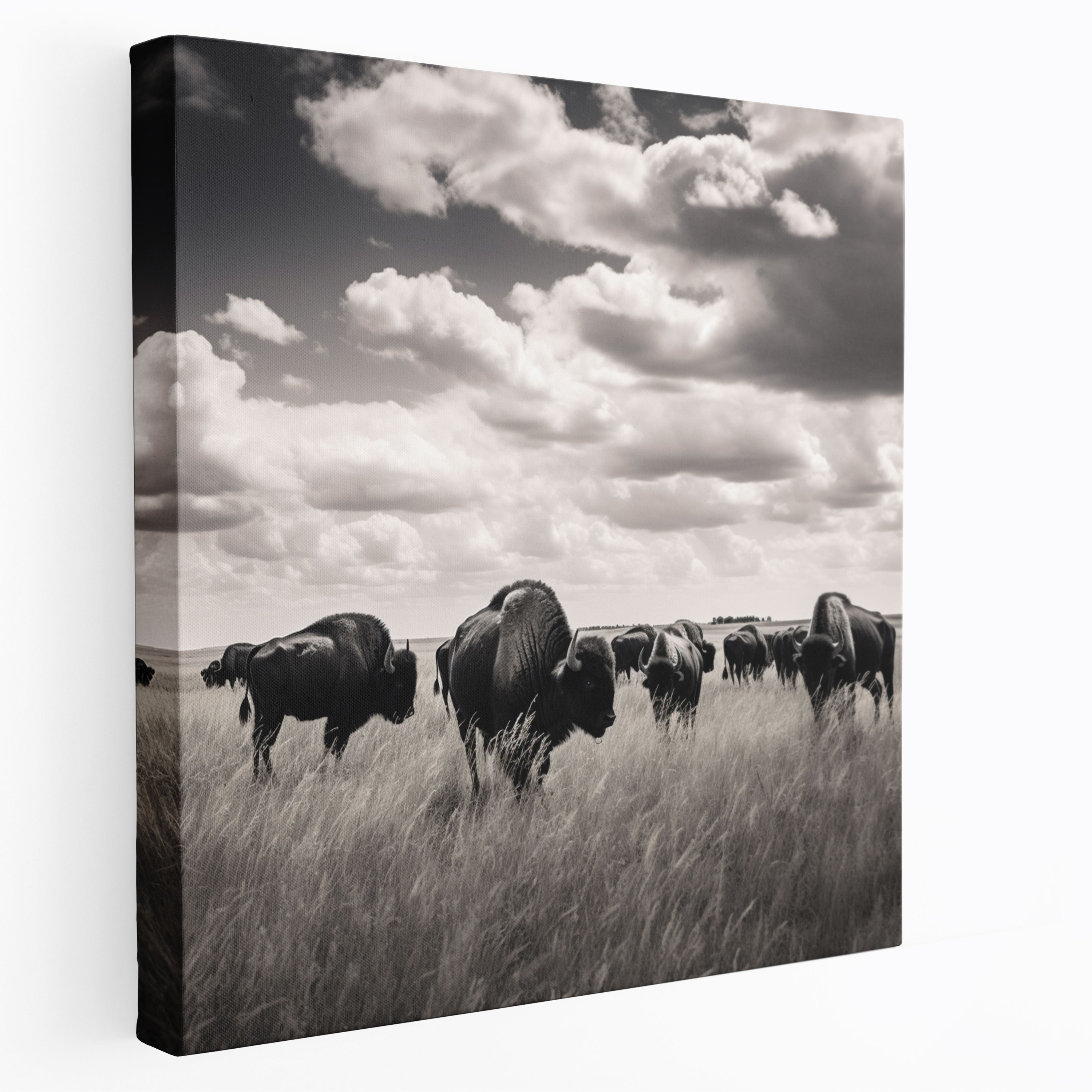Buffalo Canvas Print - Black And White Photograph Wall Art - Buffalo, Canvas, Nostalgic, Canvas Print