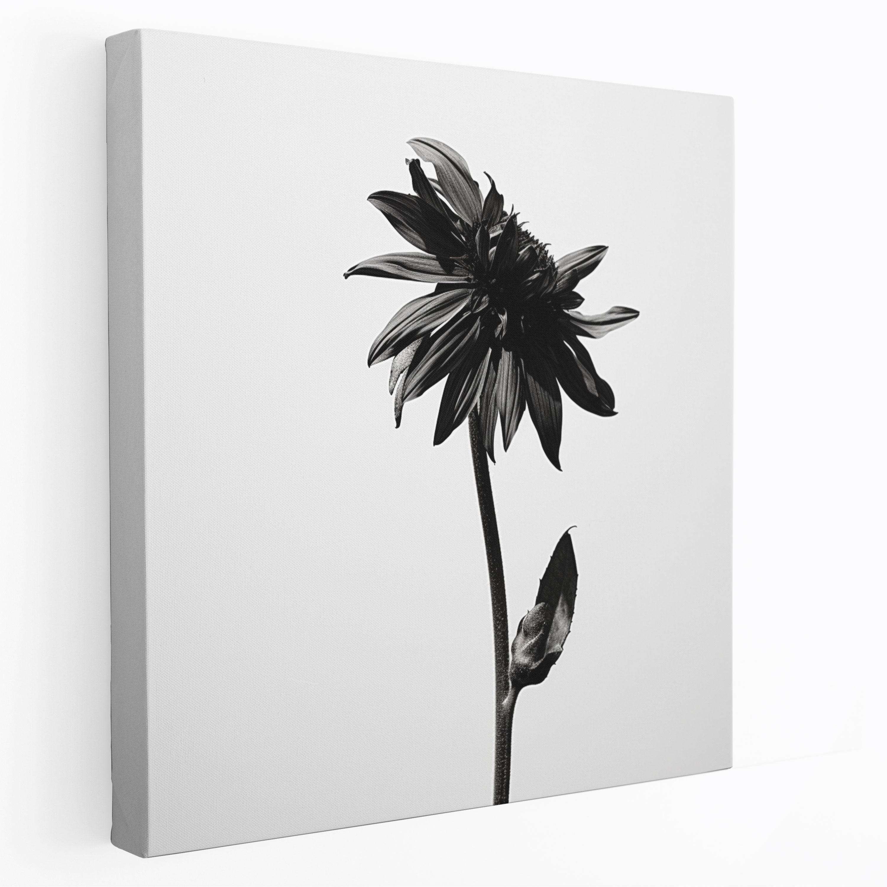 Dry Flower Black And White Canvas Print - Dry Flower, Canvas Wall Art, Canvas, Canvas Print