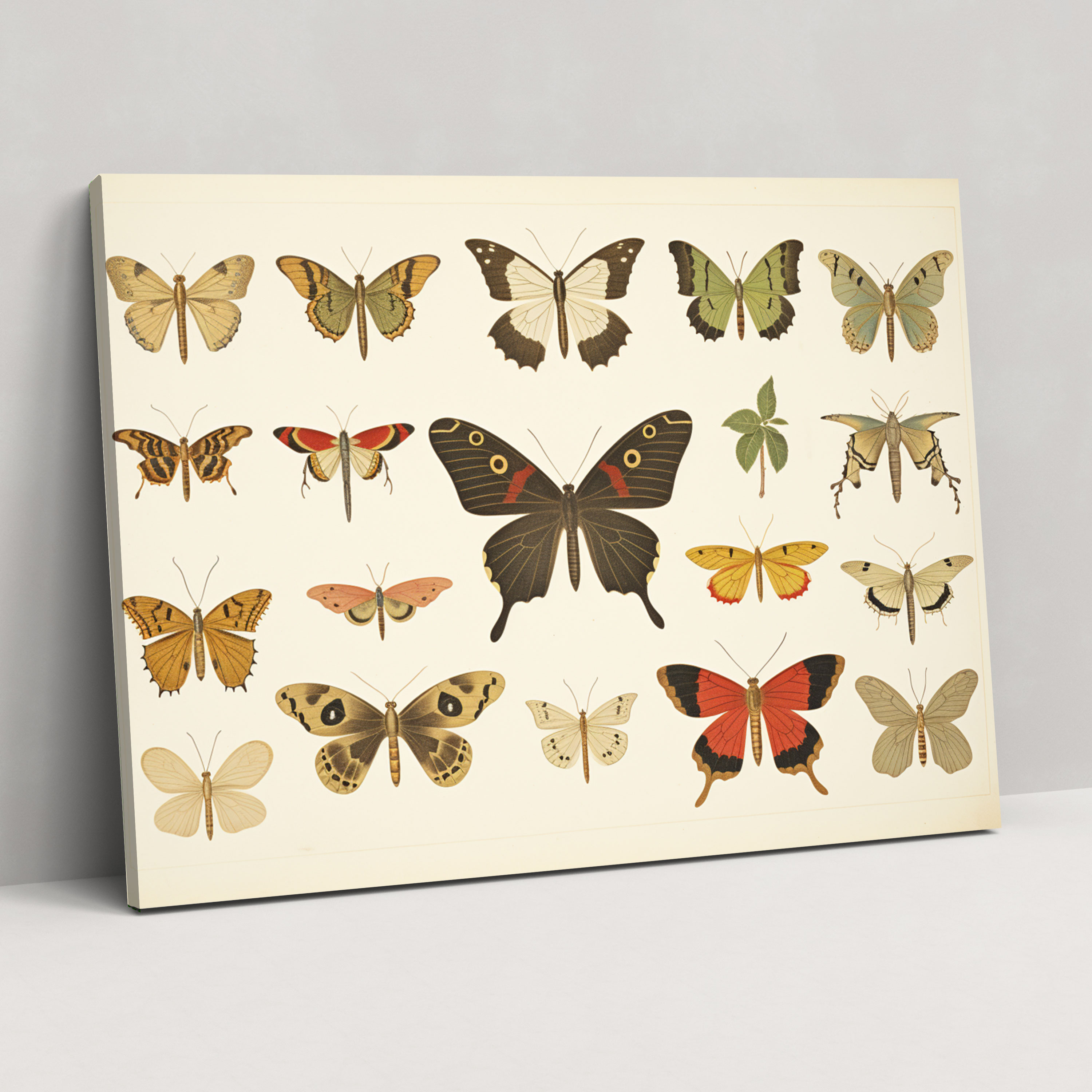 Dried Butterflies Photorealistic Collection Canvas Wall Art - Dried Butterflies, Home Decoration, Wall Decoration, Canvas