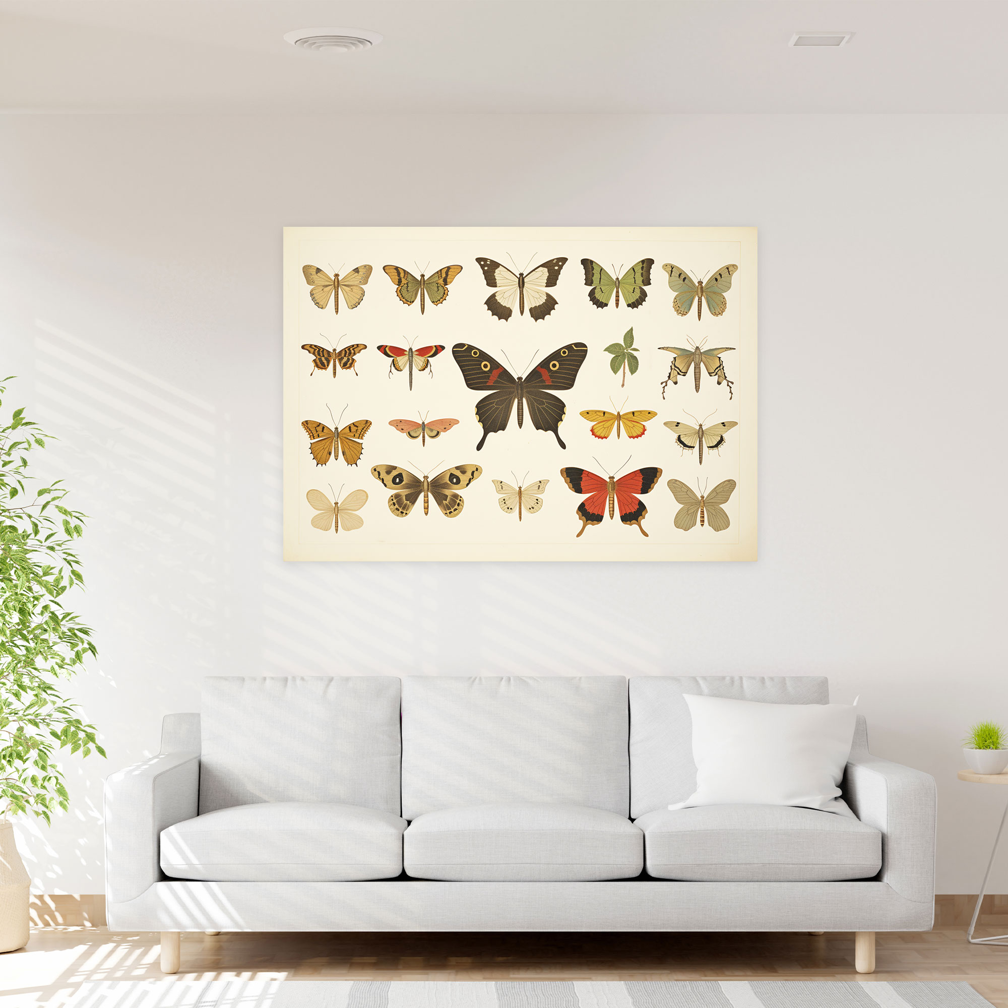 Dried Butterflies Photorealistic Collection Canvas Wall Art - Dried Butterflies, Home Decoration, Wall Decoration, Canvas