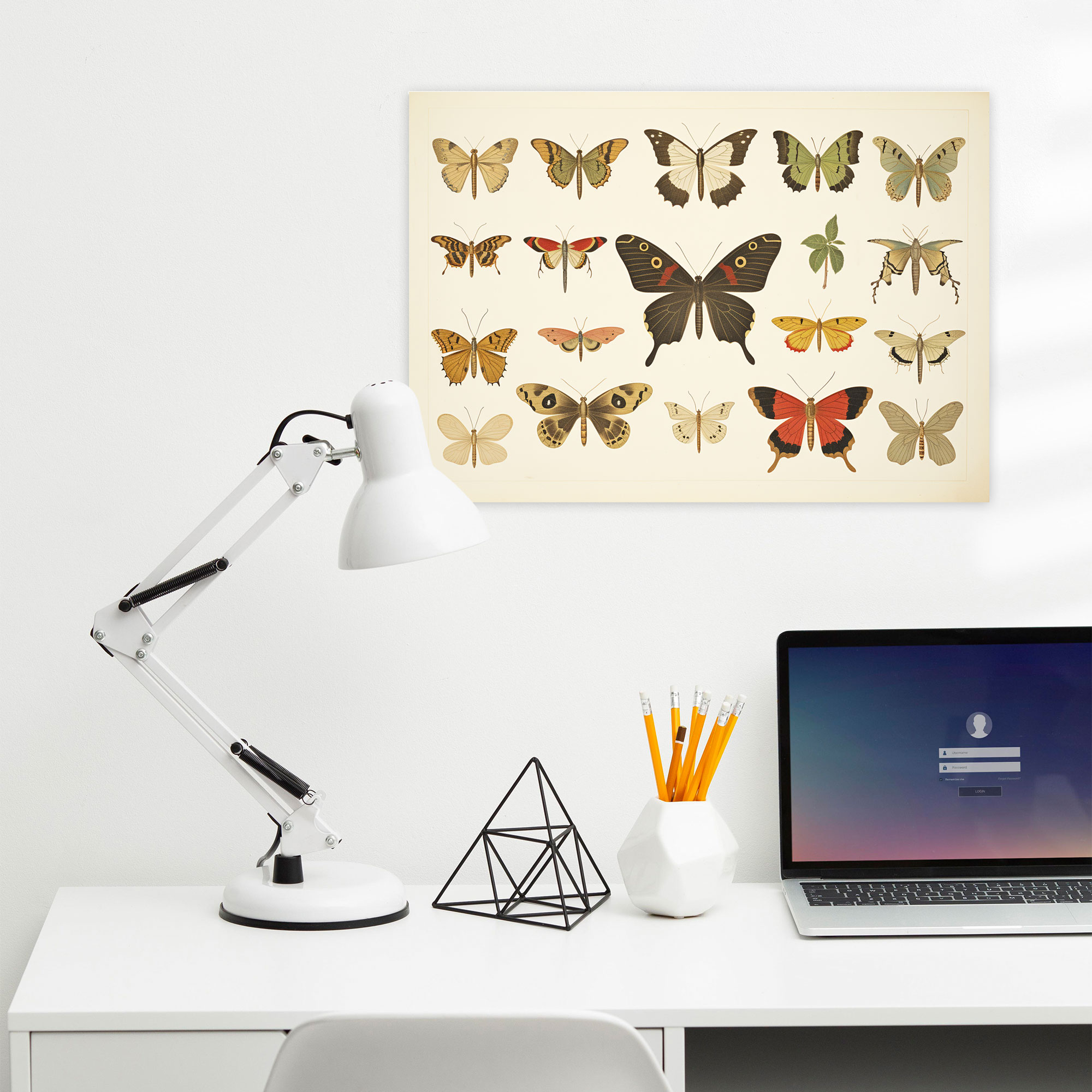 Dried Butterflies Photorealistic Collection Canvas Wall Art - Dried Butterflies, Home Decoration, Wall Decoration, Canvas