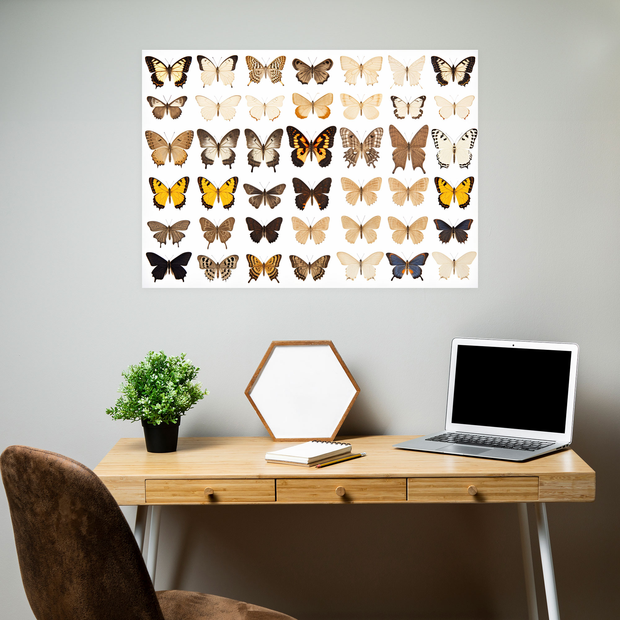 Dried Butterflies Photorealistic Collection Wall Decoration - Dried Butterflies, Wall Decoration, Butterflies, Delicate Beauty
