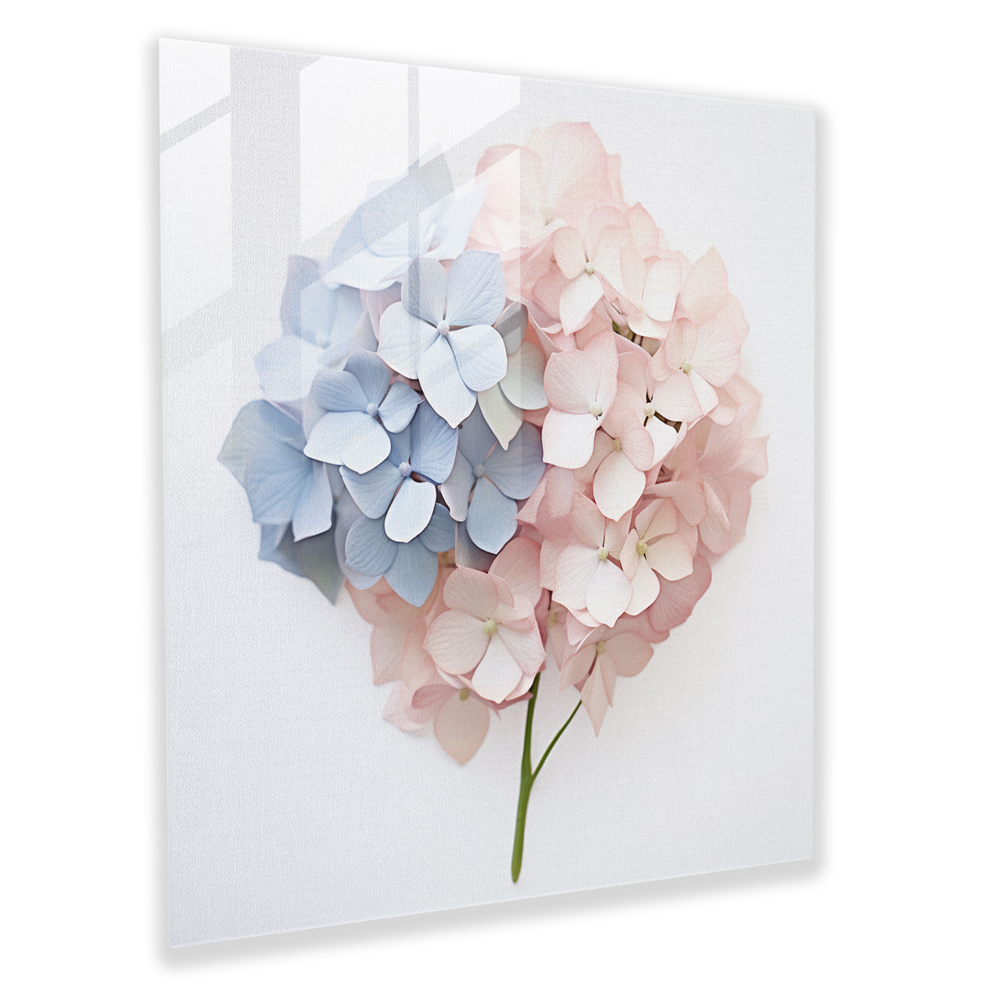 Contemporary Hydrangea Glass Print - Hydrangea, Modern Art, Contemporary Photography, Glass Wall Art