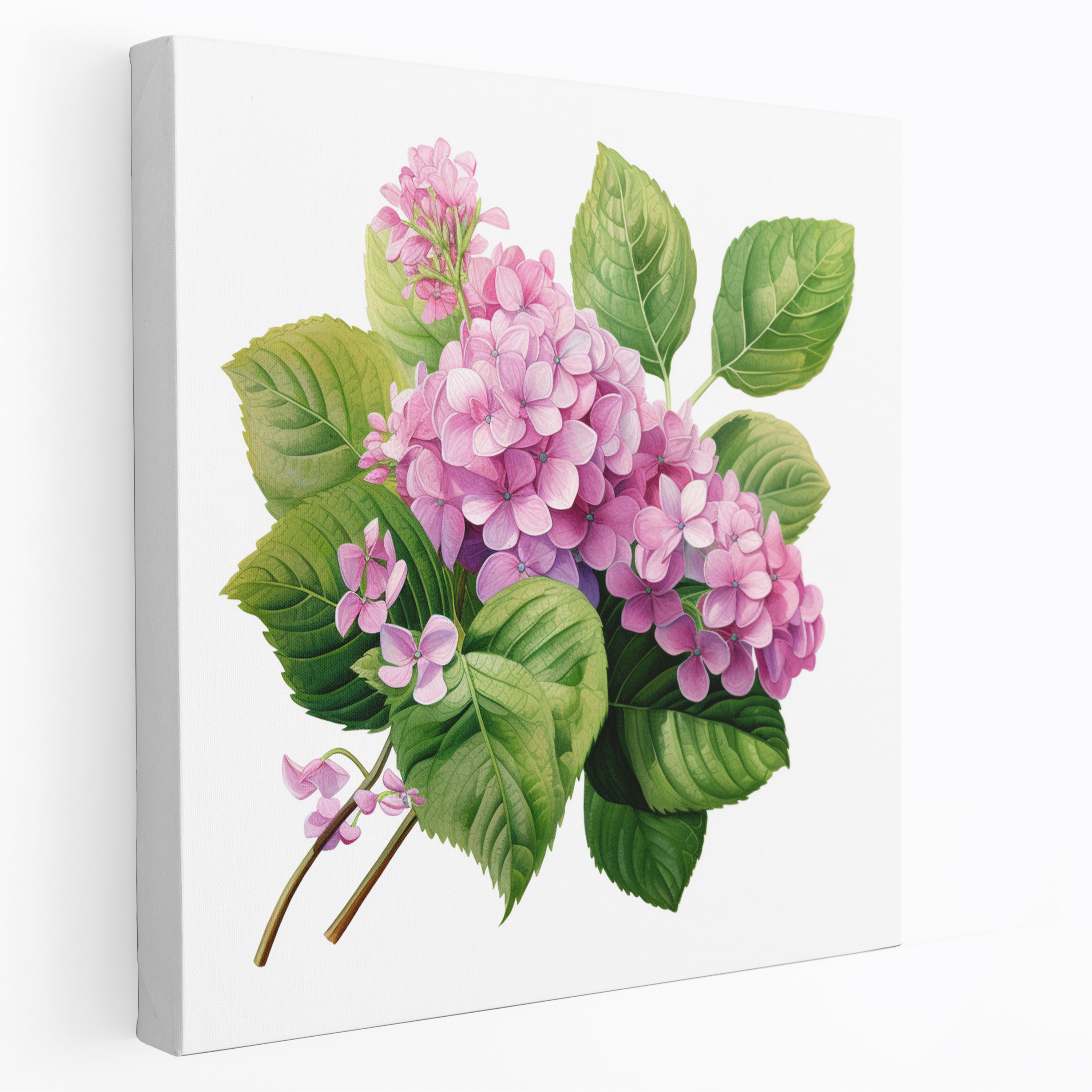 Hydrangea Botanical Canvas Print - Hydrangea, Hydrangea, Pink And Purple Flowers, Botanical Illustration