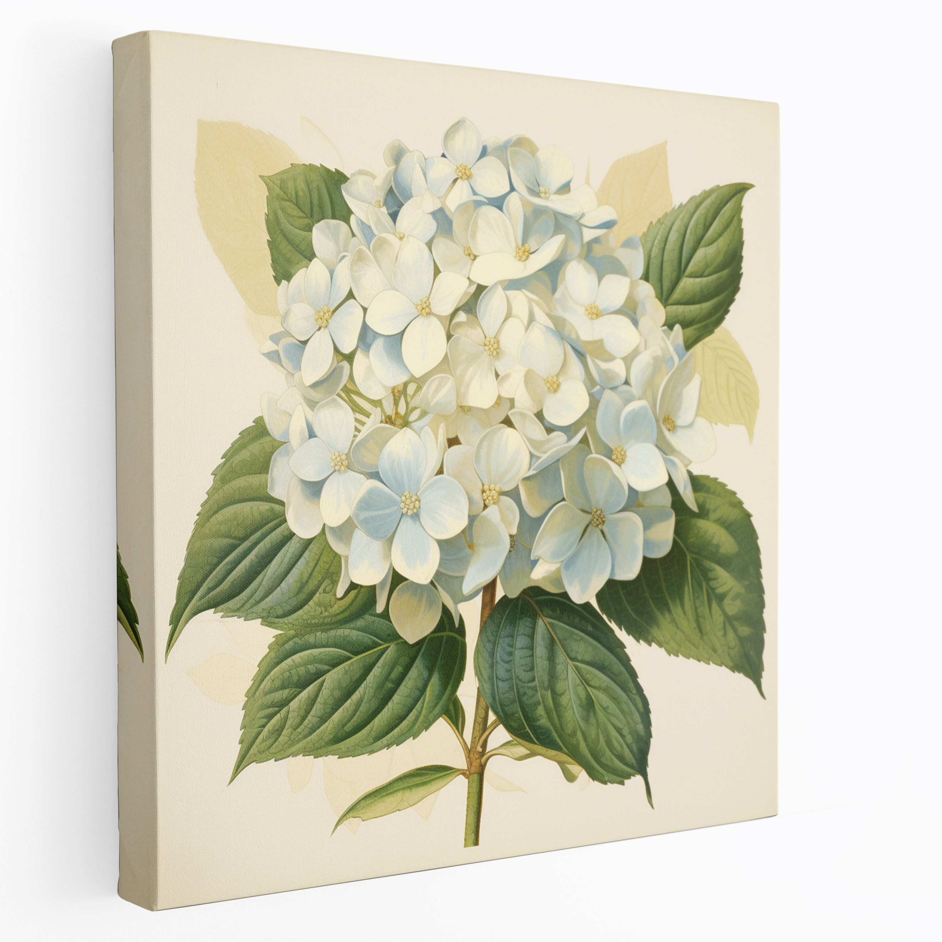 Hydrangea Vintage Poster - Hydrangea, Hydrangea, Vintage Poster, Canvas Print