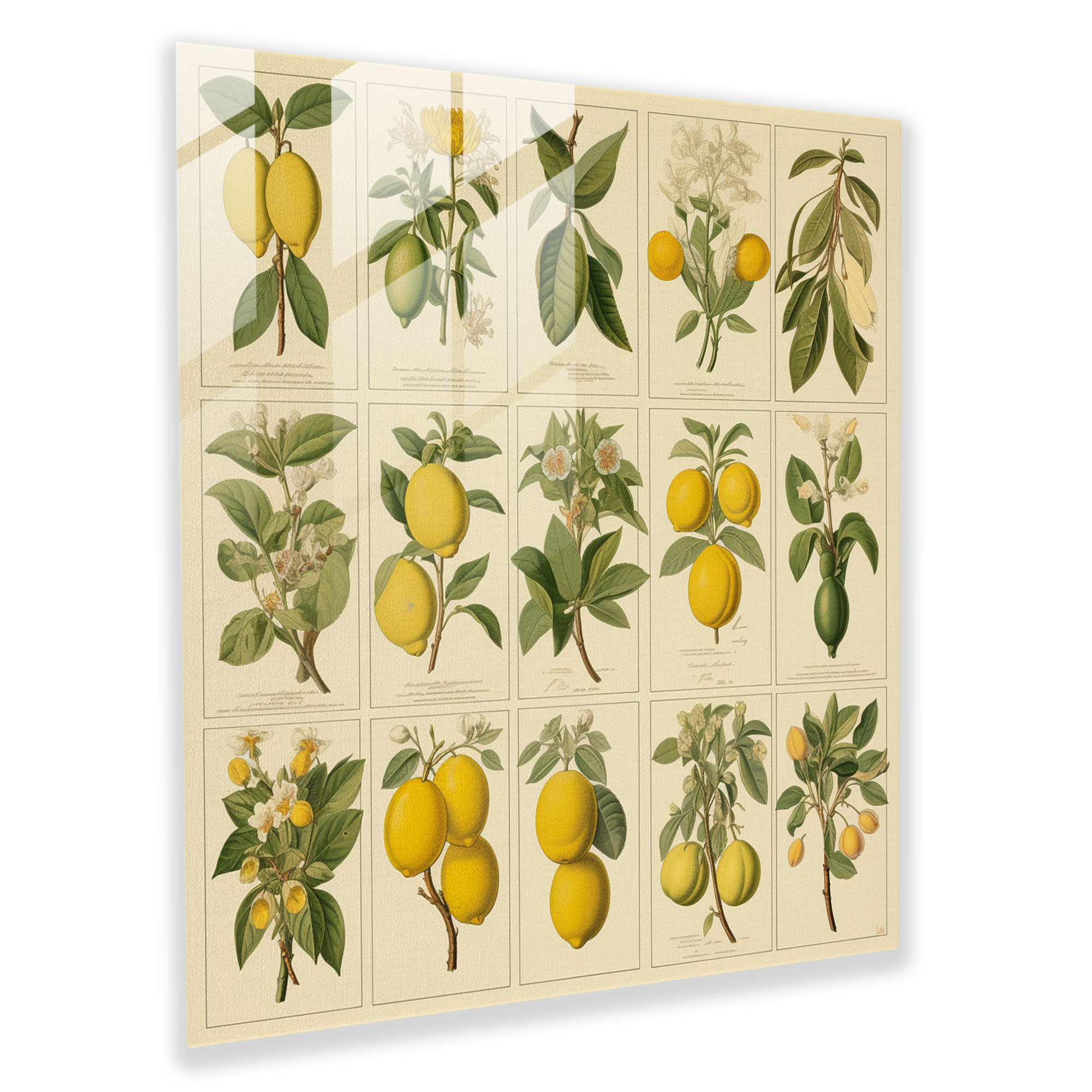 Vintage Lemon Tree Glass Print - Lemon Tree, Glass Wall Art, Glass Art, Vintage Prints