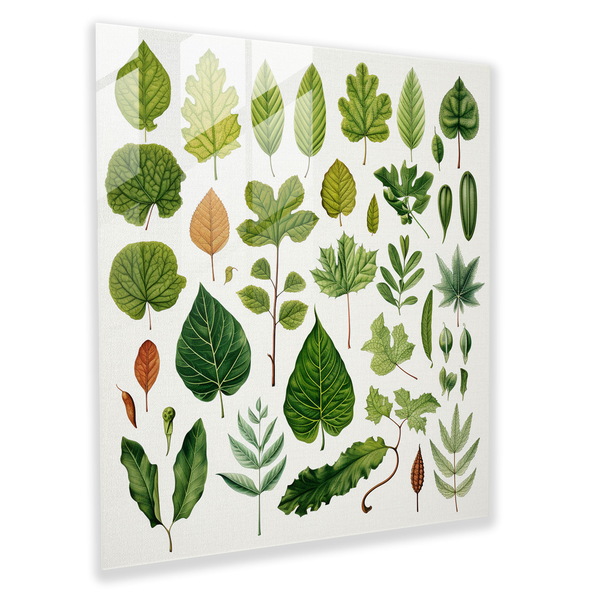 Botanical Leaves Glass Print - Leaves, Leaves, Detailed, Glass Art