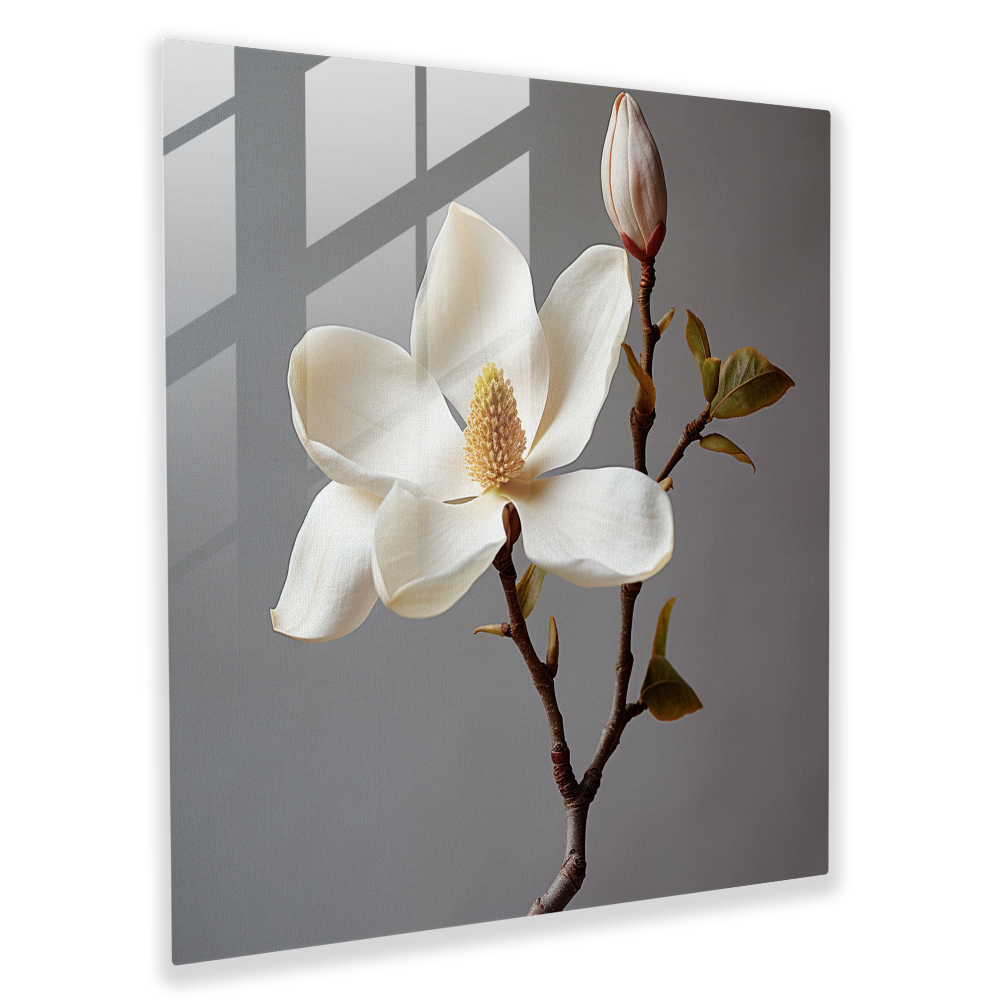 Magnolia Glass Print - Delicate Beauty - Magnolia, Realistic Photography, Home Decoration, Glass Art