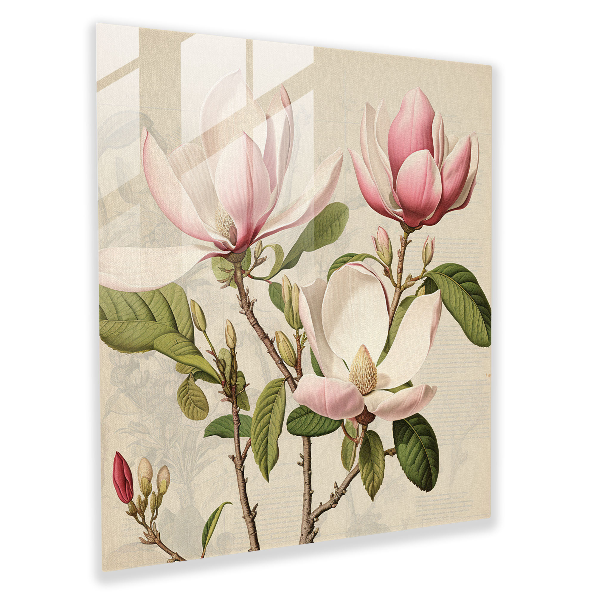 Magnolia Glass Print - Vintage Botanical Wall Decor - Magnolia, Timeless Beauty, Home Decoration, Glass Print