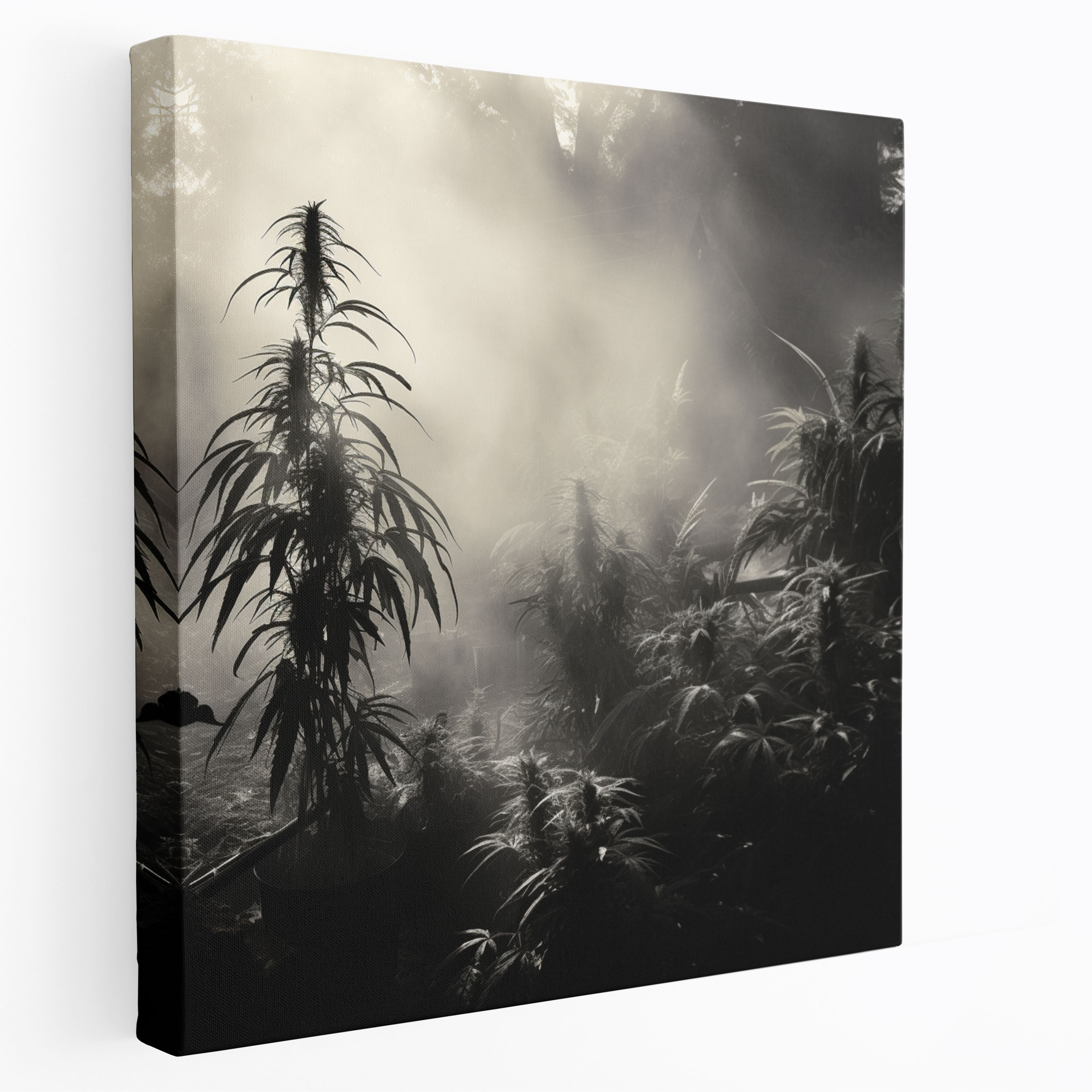 Weed Canvas Print - Weed, Wall Art, Cannabis Plants, Misty Morning Scene